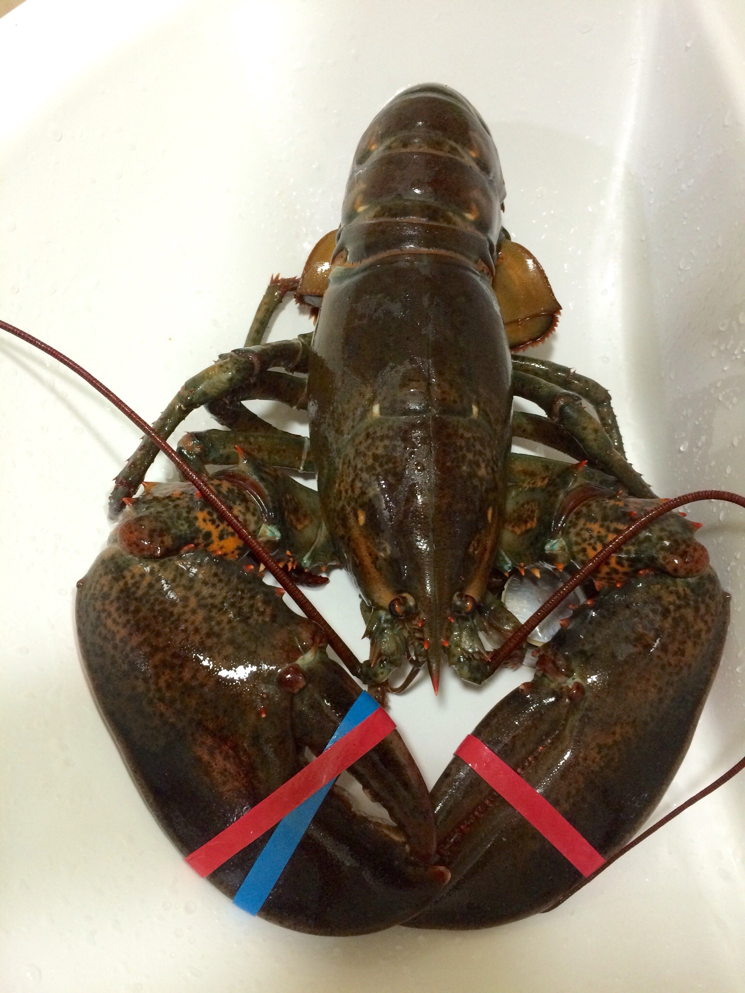Lobster urination method
