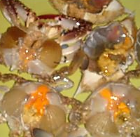 海蟹鲜虾粥的做法图解1