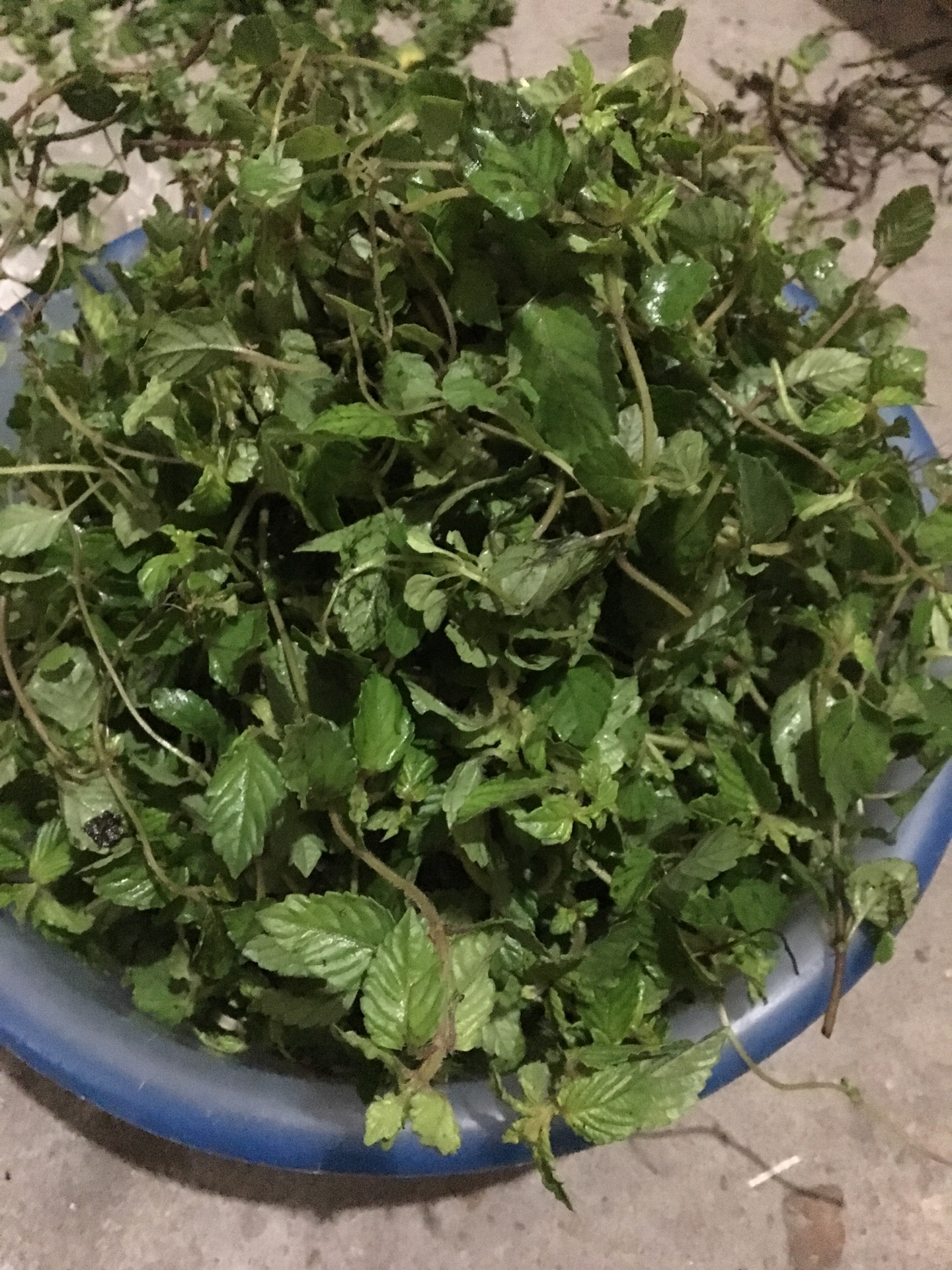 仙草冻 用新鲜仙草制作 怎么做 仙草冻 用新鲜仙草制作 的做法 豆果美食 仙草冻 用新鲜仙草制作 怎么做 仙草冻 用新鲜仙草制作 的做法 豆果美食