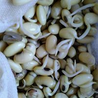 健康黄豆芽的做法图解3
