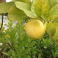 蜂蜜柠檬金桔茶的做法图解1