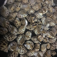 白酌花螺的做法图解1
