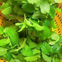 鲜薄荷叶保存法的做法图解2