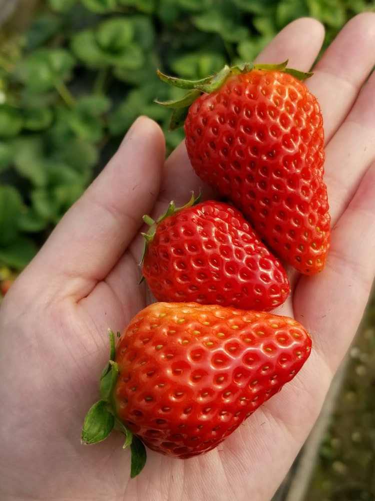 花雕醉熟蟹的做法
