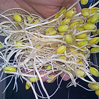 无公害纯天然自己栽培的绿色豆芽菜的做法图解8