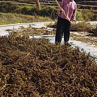 自制高端小众食用油【紫苏籽油】，99%的人都没见过的做法图解3