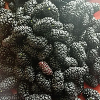 桑葚酱的做法图解3