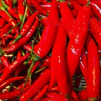 自制剁椒酱的做法图解1