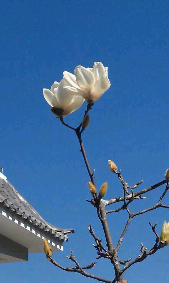 酥木兰花的做法图解1