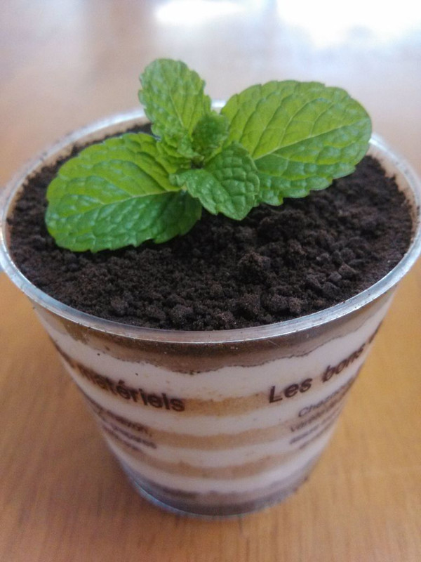 木糠蛋糕&盆栽蛋糕（超简单方法）