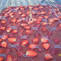 草莓果干的做法图解3