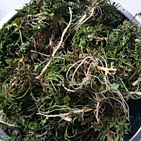 荠菜鸡蛋无油版的做法图解1