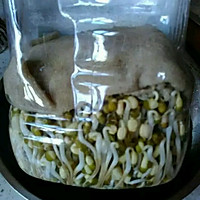 自制豆芽的做法图解4