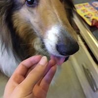 自制狗粮的做法图解12