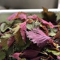 夏日里的美味紫苏的做法图解1