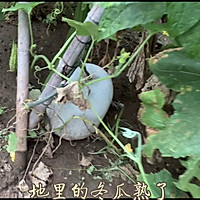 #尽享安心亲子食刻#蚝油冬瓜的做法图解1