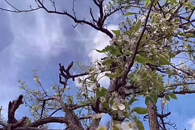 K先生的大山生活 第二集 山菜拌饭