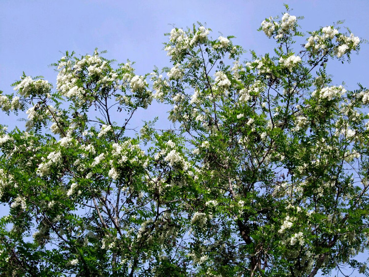 蒸洋槐花的做法