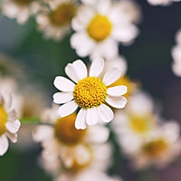 #营养小食光#口感顺滑低脂无糖「南瓜玉米奶昔」早餐宵夜好搭档的做法图解12