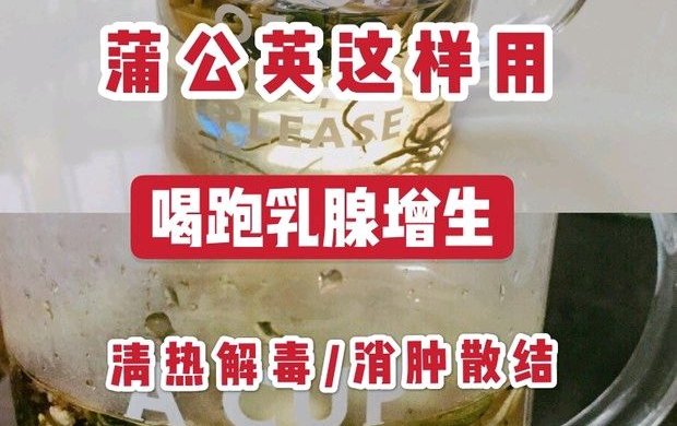 蒲公英散结3用法良性乳腺结节女人收藏