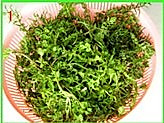 野荠菜蛋花汤的做法图解1