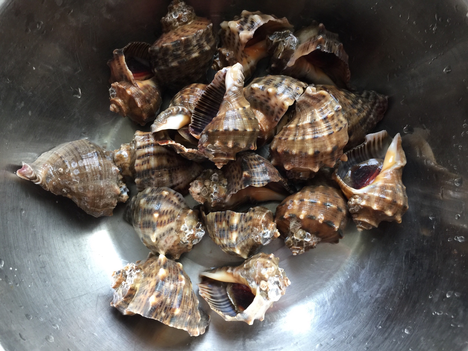 海螺的做法_【图解】海螺怎么做如何做好吃_海螺家常做法大全_天使dzsm_豆果美食