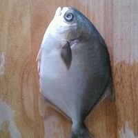 清蒸金鲳鱼的做法图解1