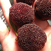 惊艳时光的『杨梅酒』｜浣熊日记的做法图解2