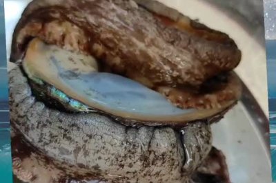 野鲍鱼也有春天 蛋花汤超简单 视频详程