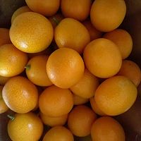 金桔酱的做法图解1