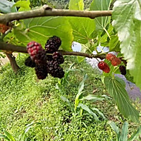 盘龙黄鳝（农村九大碗）的做法图解7