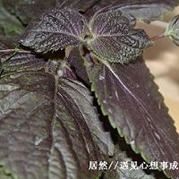 紫苏豉汁炒花甲的做法图解4