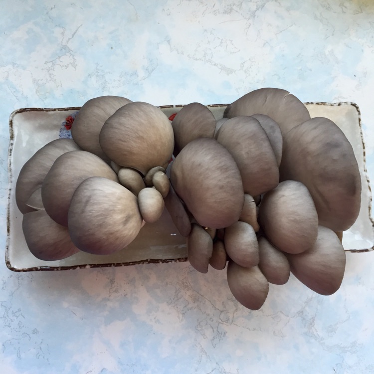 蘑菇炒肉丝的做法图解1