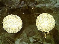 麸皮全麦面包的做法图解13