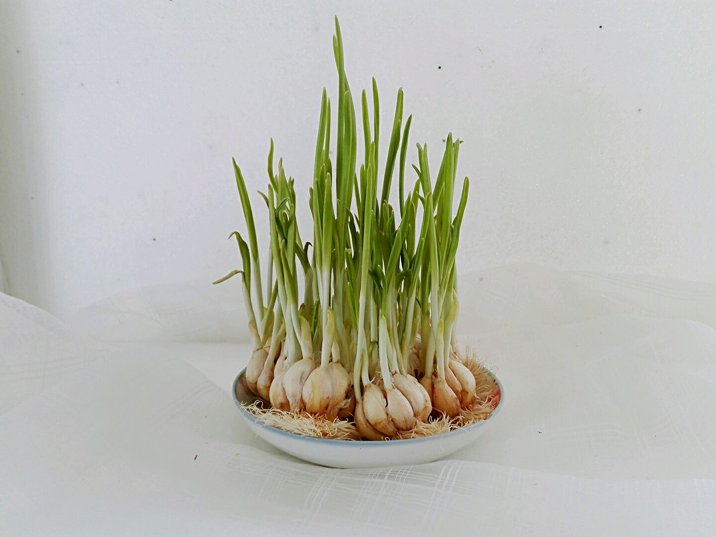 Garlic seedling