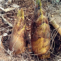 冬笋排骨汤的做法图解1