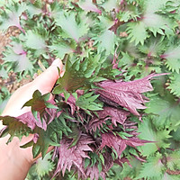 家常紫苏虾的做法图解2
