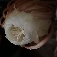 昙花鸡蛋汤的做法图解2