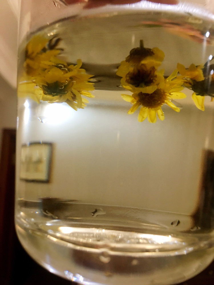 野生菊花茶的做法