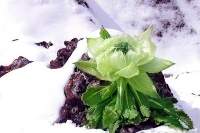 天山雪莲酒