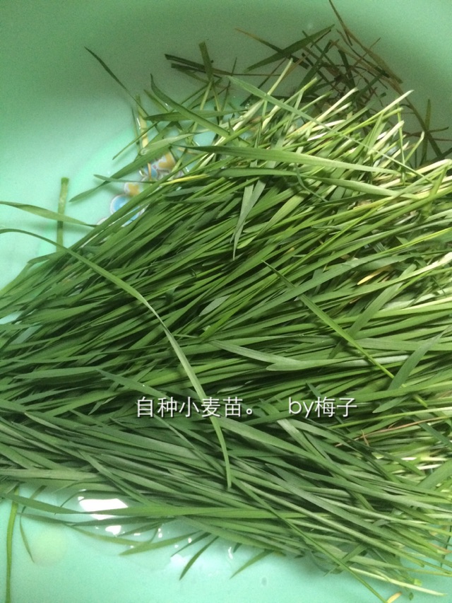 小麦叶汁的做法图解1