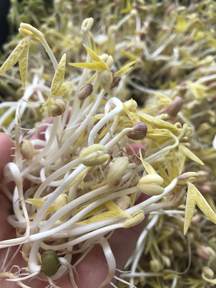 家庭自制健康绿豆芽的做法