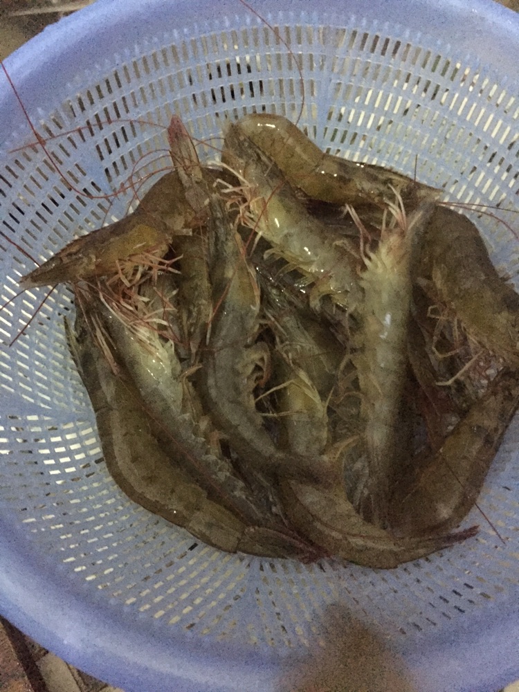 蒜蓉蒸虾的做法图解1