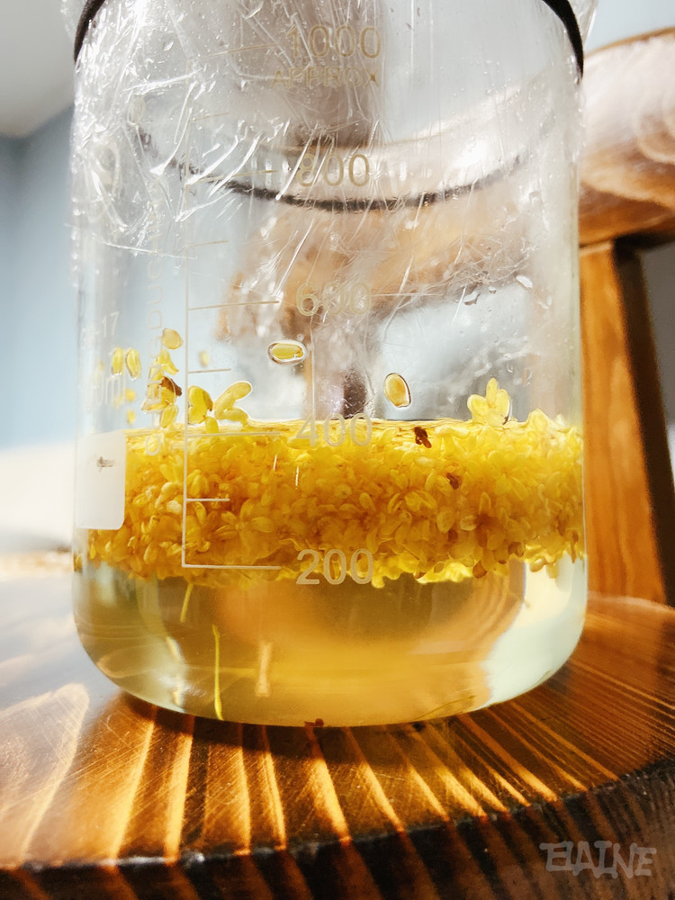 自制桂花天然酵母的做法