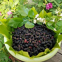 红酒桑葚果酱的做法图解2