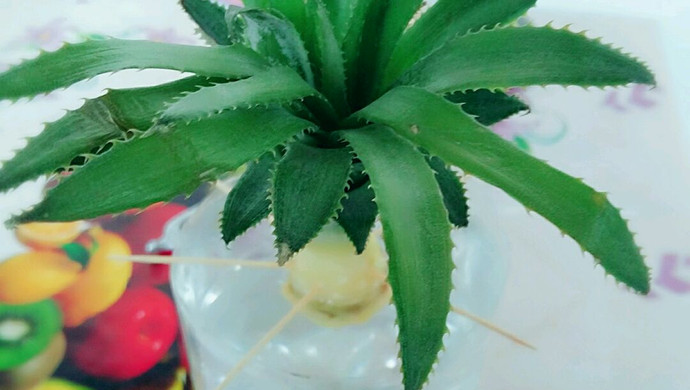 清新水培菠萝