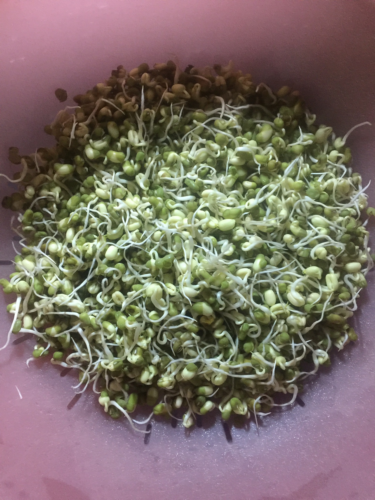自制绿豆芽怎么做_自制绿豆芽的做法_豆果美食