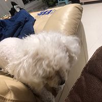 蛋糕胚的做法图解9