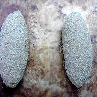#厨房有维达洁净超省心# 全麦红糖小麦胚芽面包的做法图解12