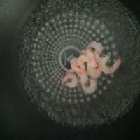 大拌菜的做法图解5